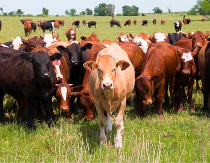 Seguro de Agronegocio