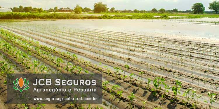 Seguro Agricola Rural Contra Enchente