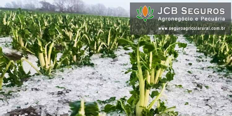 Seguro Agricola Rural Contra Granizo