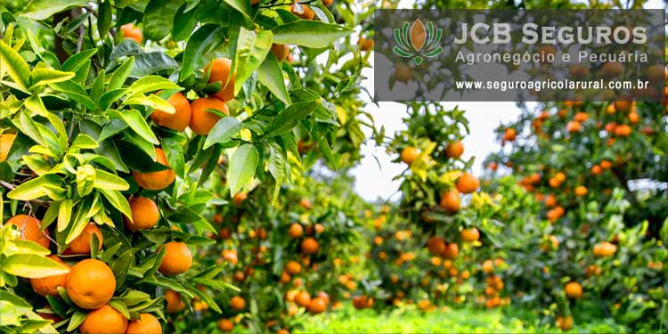 Seguro Agricola Rural Safra Laranja