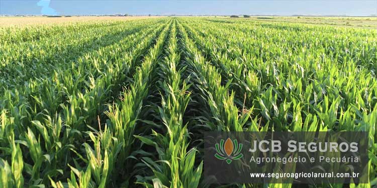 Seguro Agrícola Rural Safra Soja