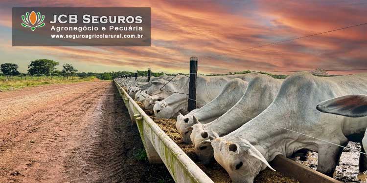 Seguro para Confinamento de Gado