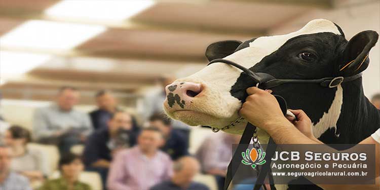 Seguro de Leilao de Gado Pecuario