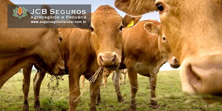 Seguro Pecuario Animais de Corte