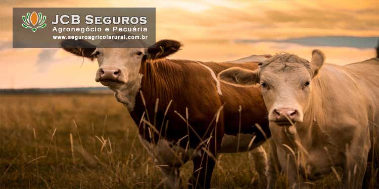 Seguro Pecuario Gado de Corte