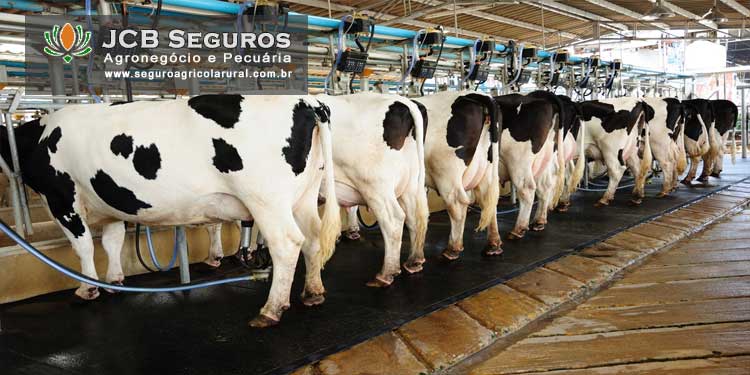 Seguro Pecuario Gado de leite